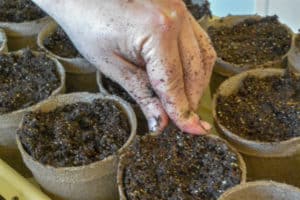 Adventures in Gardening - Planting the seeds